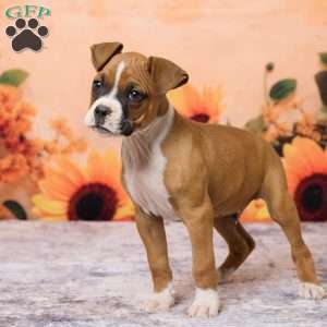 Cletus, Boxer Puppy